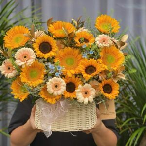 Hoa hướng dương khoe sắc